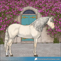 Horse Color:Palomino Roan Dun