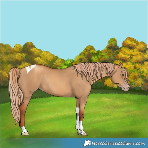 Horse Color:Gray Gold Champagne Dun Tobiano Rabicano
