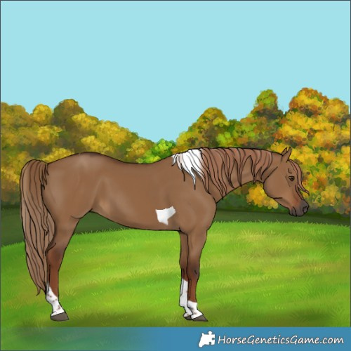 Horse Color:Gray Red Dun Tobiano Rabicano 