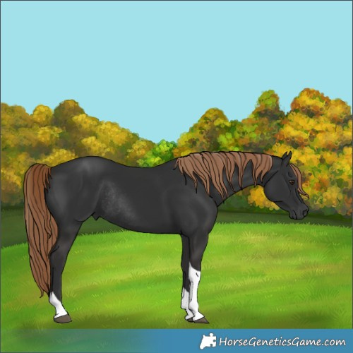 Horse Color:Gray Liver Chestnut Tobiano Rabicano 
