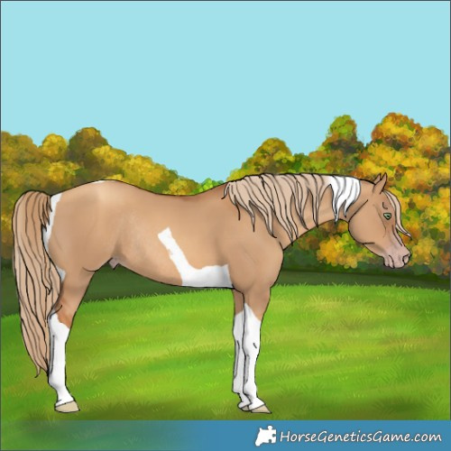 Horse Color:Gray Gold Champagne Dun Tobiano Rabicano 
