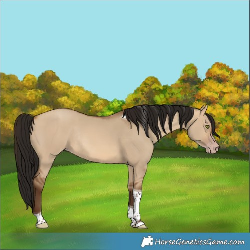 Horse Color:Gray Amber Champagne Dun Tobiano Rabicano 