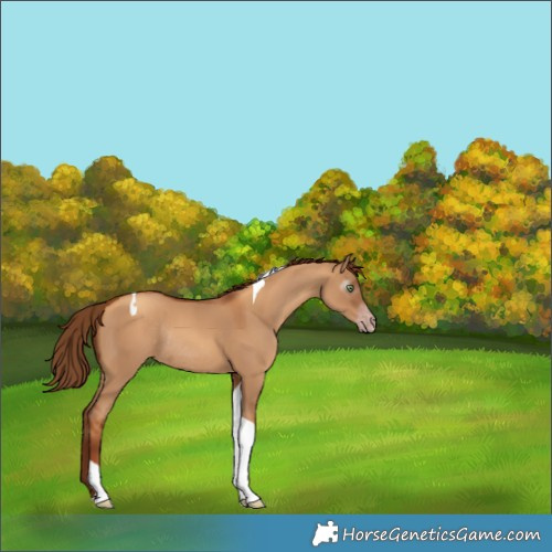 Horse Color:Gray Gold Champagne Dun Tobiano Rabicano 