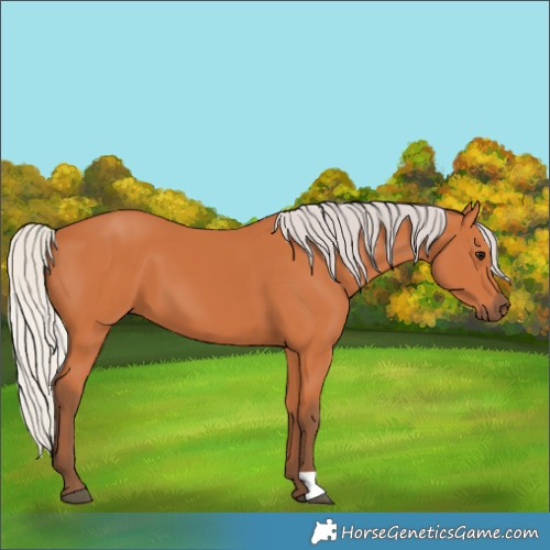Horse Color:Silver Bay 