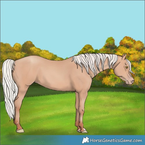 Horse Color:Silver Amber Champagne 