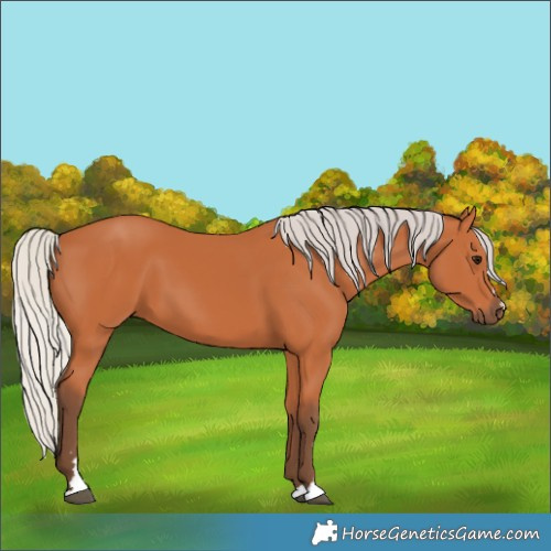 Horse Color:Silver Bay 