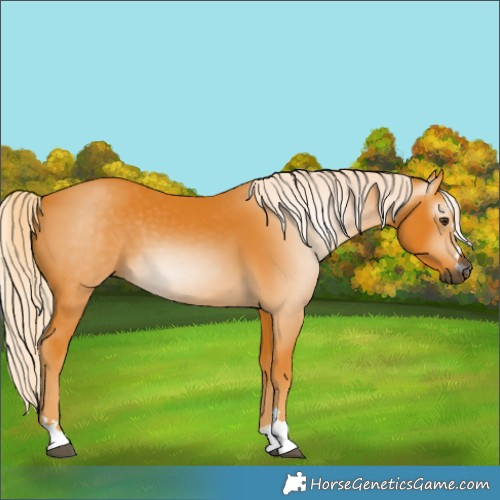Horse Color:Gray Palomino 