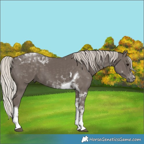 Horse Color:Silver Black Tobiano 
