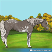 Horse Color:Silver Black Tobiano