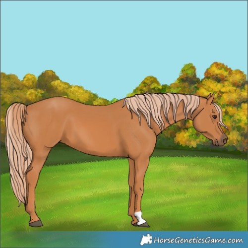 Horse Color:Chestnut 