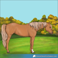 Horse Color:Chestnut 