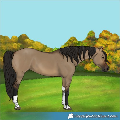 Horse Color:Gray Bay Dun Tobiano Rabicano 