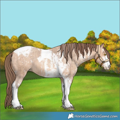 Horse Color:Amber Champagne Sabino Tobiano Appaloosa  and Amber Champagne Sabino Tobiano Appaloosa 