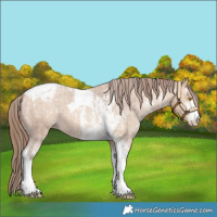 Horse Color:Amber Champagne Sabino Tobiano Varnish  and Amber Champagne Sabino Tobiano Varnish 