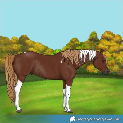 Horse Color:Gray Chestnut Tobiano Rabicano 