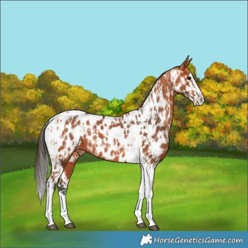 Horse Color:Bay Splash Tobiano Near Leopard and Bay Splash Tobiano Near Leopard