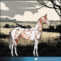 Horse Color:Bay Splash Tobiano Near Leopard  and Bay Splash Tobiano Near Leopard 