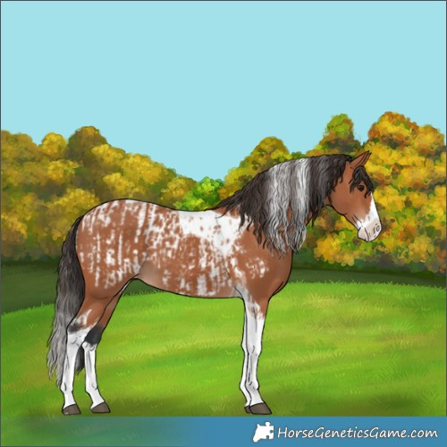 Horse Color:Bay Splash Tobiano Blanket  and Bay Splash Tobiano 