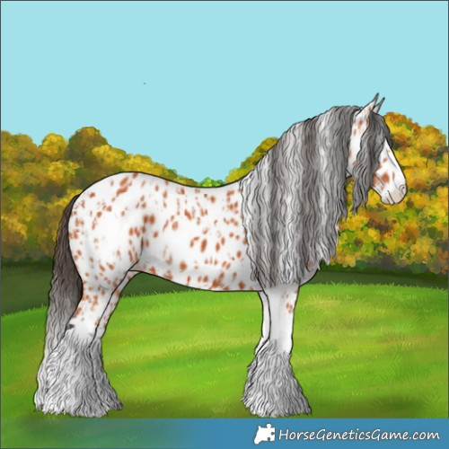 Horse Color:Bay Splash Tobiano Appaloosa  and Bay Splash Tobiano Appaloosa 