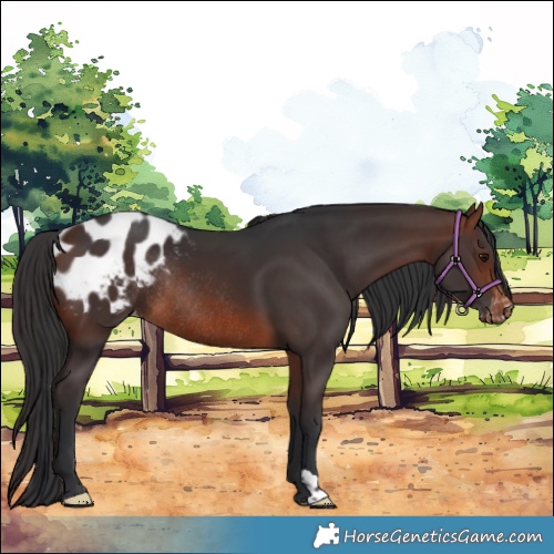 Horse Color:Brown Appaloosa Rabicano 