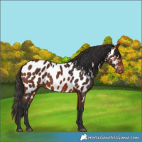 Horse Color:Bay Near Leopard
