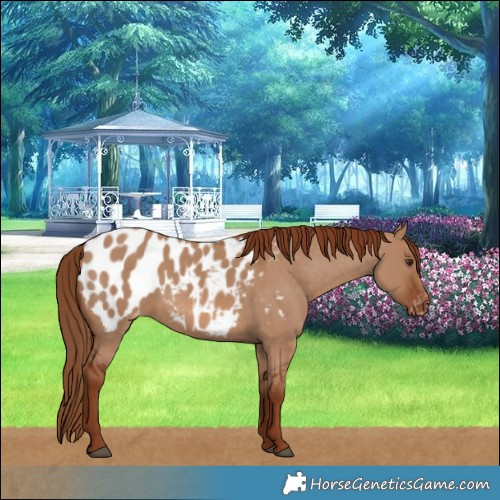Horse Color:Red Dun Blanket 