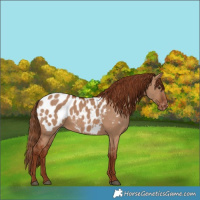 Horse Color:Red Dun Blanket