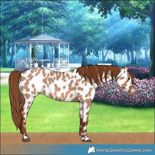 Horse Color:Red Dun Near Leopard 