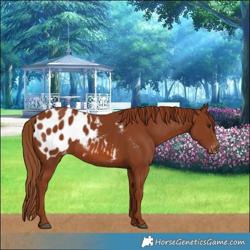 Horse Color:Chestnut Blanket 