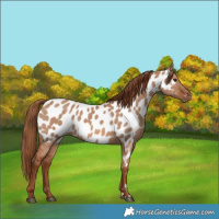 Horse Color:Red Dun Near Leopard