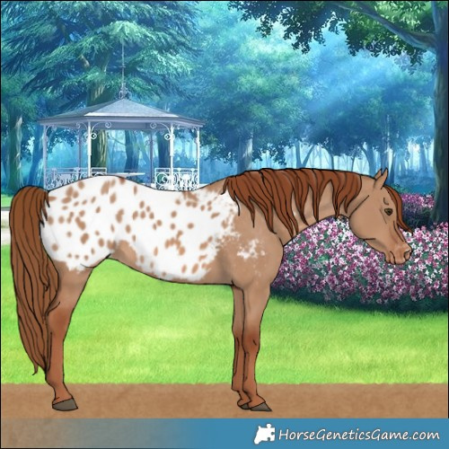 Horse Color:Red Dun Blanket 