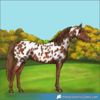 Horse Color:Chestnut Near Leopard