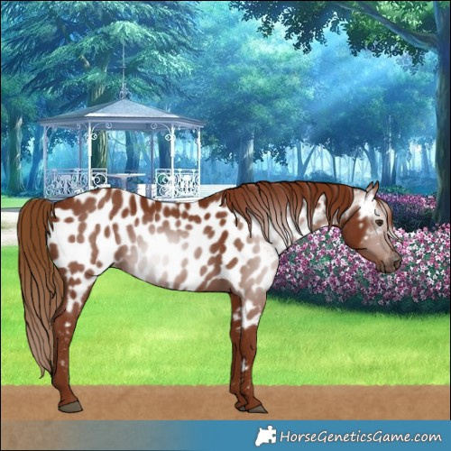 Horse Color:Gray Chestnut Near Leopard 