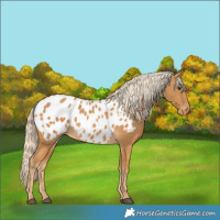 Horse Color:Palomino Blanket 
