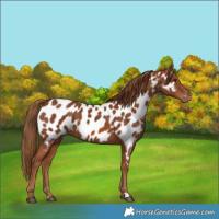 Horse Color:Chestnut Appaloosa