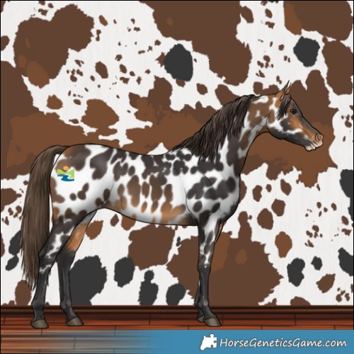 Horse Color:Buckskin Frame Near Leopard 