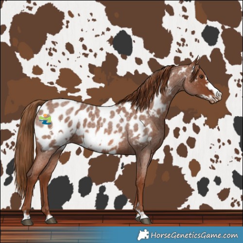 Horse Color:Red Roan Frame Near Leopard 