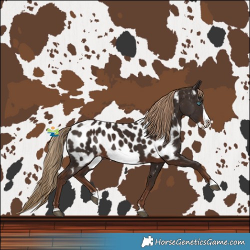 Horse Color:Liver Chestnut Frame Near Leopard 