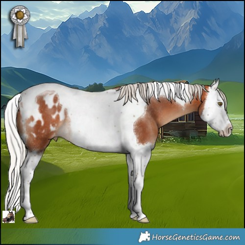 Horse Color:Silver Bay Splash Tobiano Appaloosa Rabicano