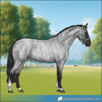 Horse Color:Smoky Blue Roan Tobiano
