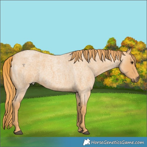 Horse Color:Red Roan Rabicano