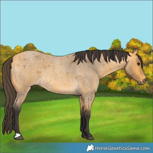 Horse Color:Buckskin Roan