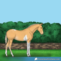 Horse Color:Palomino Tobiano