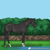 Horse Color:Smoky Black 