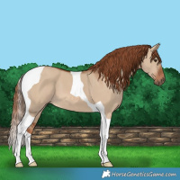 Horse Color:Red Dun Tobiano