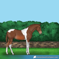 Horse Color:Chestnut Tobiano 