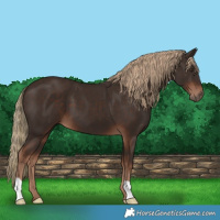 Horse Color:Liver Chestnut