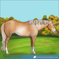 Horse Color:Gray Gold Cream Champagne 