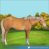 Horse Color:Gray Gold Cream Champagne
