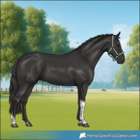 Horse Color:Smoky Black Tobiano